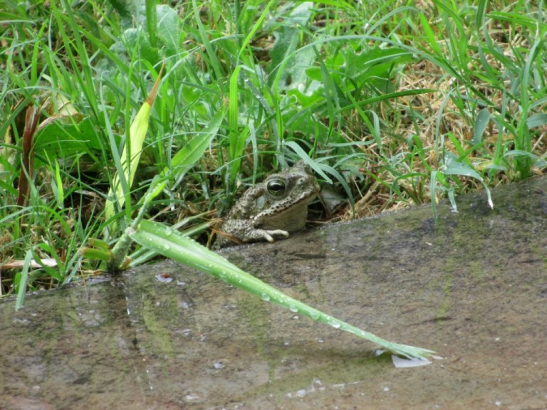 IMAGEN DE UN SAPO SALIENDO DE LA CUEVA