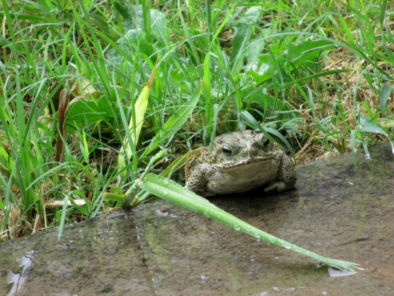 SAPO ASOMANDOSE EN SU CUEVA