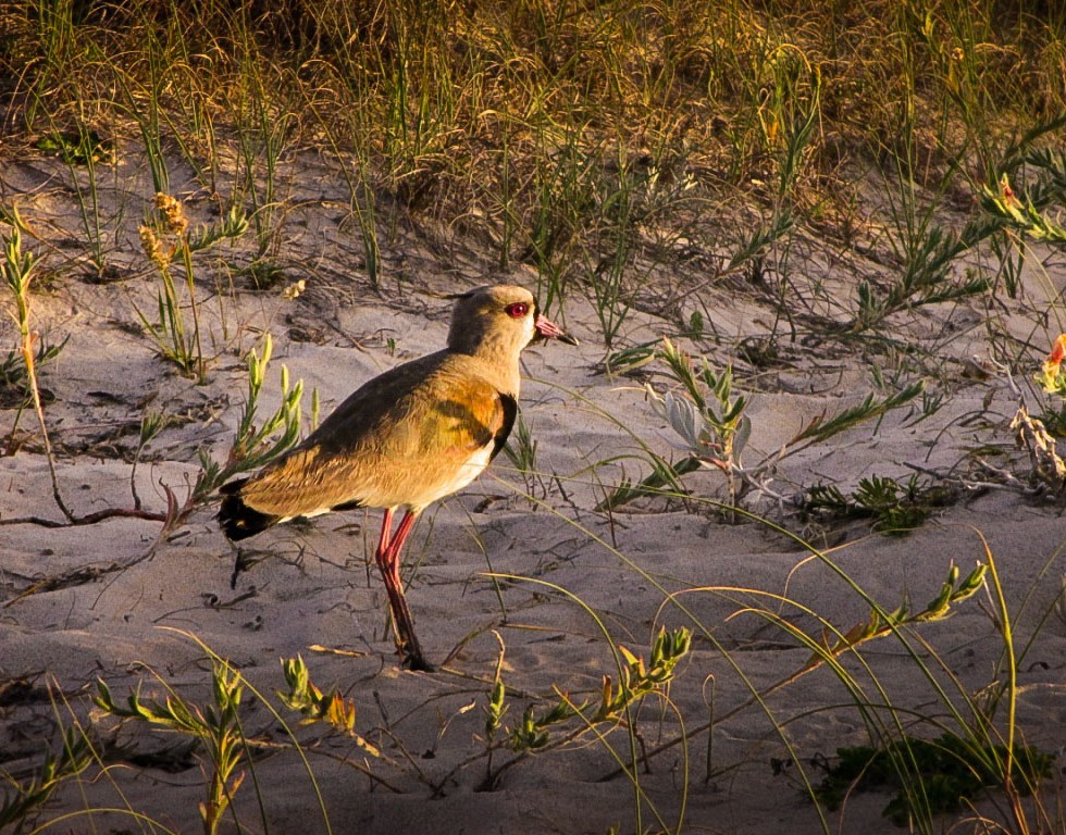 TERO, LAS TOSCAS, URUGUAY