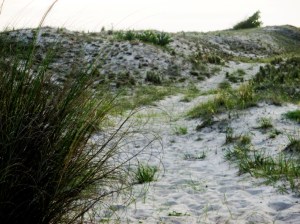 LECHUZAS EN LA ARENA