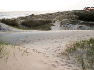 LECHUZAS EN LA ARENA