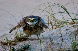 PICHONES DELECHUZAS ARENERAS