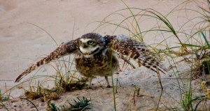 PICHONES DELECHUZAS ARENERAS