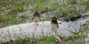 PICHONES DELECHUZAS ARENERAS