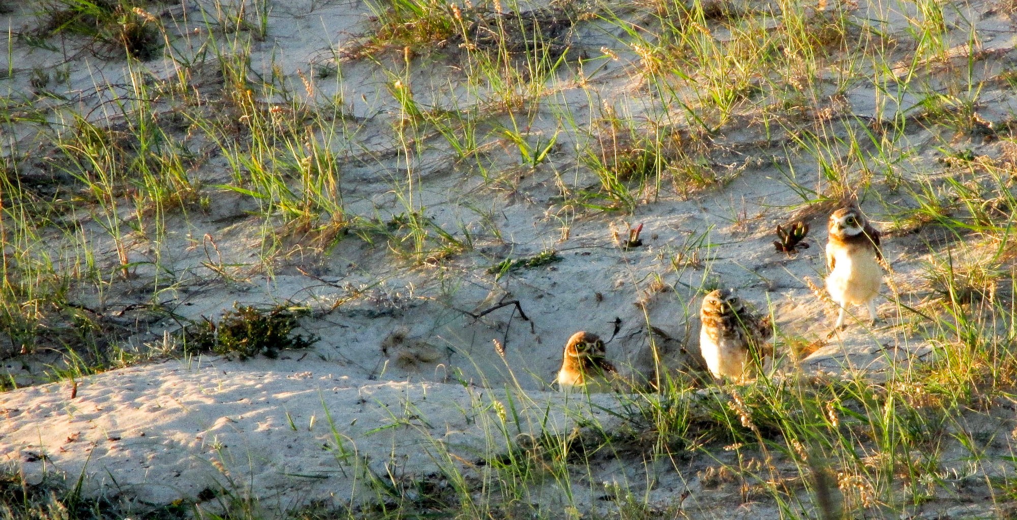 LECHUZAS ARENERAS PICHONES