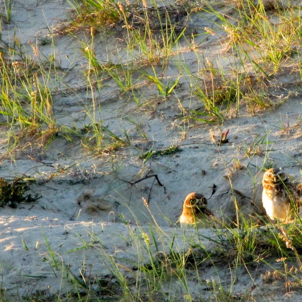 LECHUZAS ARENERAS PICHONES