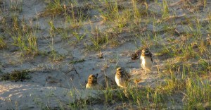 PICHONES DELECHUZAS ARENERAS