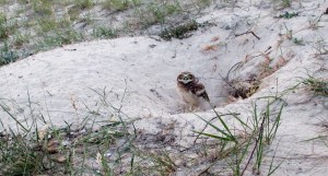 PICHONES DELECHUZAS ARENERAS