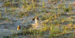PICHONES DELECHUZAS ARENERAS