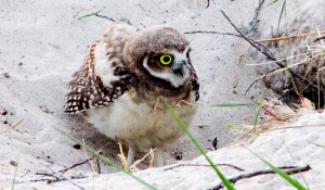 PICHONES DELECHUZAS ARENERAS