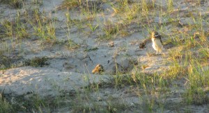 PICHONES DELECHUZAS ARENERAS