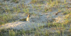 PICHONES DELECHUZAS ARENERAS