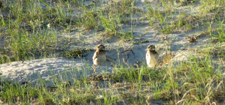 PICHONES DE LECHUZAS ARENERAS