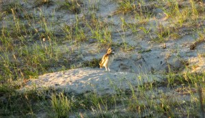PICHONES DELECHUZAS ARENERAS