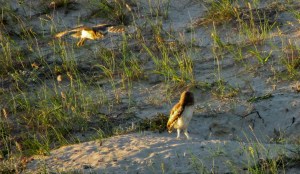 PICHONES DELECHUZAS ARENERAS