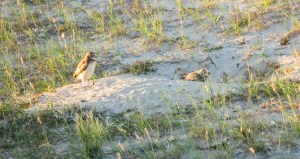 PICHONES DELECHUZAS ARENERAS