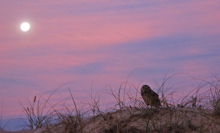LECHUZA ARENERA Y LA LUNA