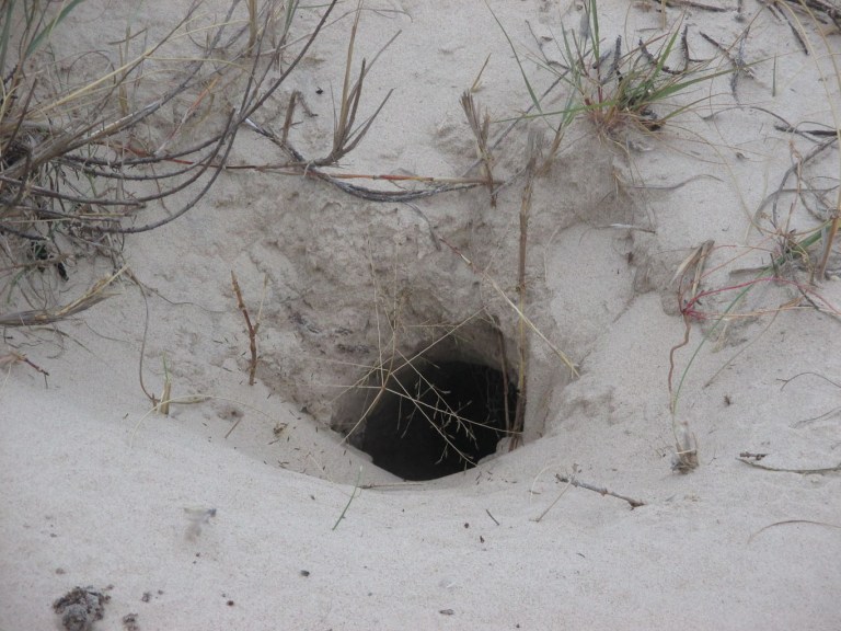 NIDO DE LECHUZA EN LA ARENA