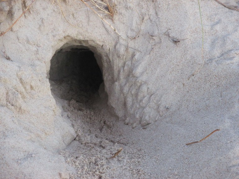 NIDO DE LECHUZA EN LA ARENA