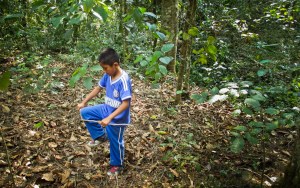 niños recolectando ramitas