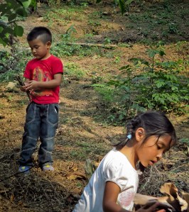 niños recolectando ramitas