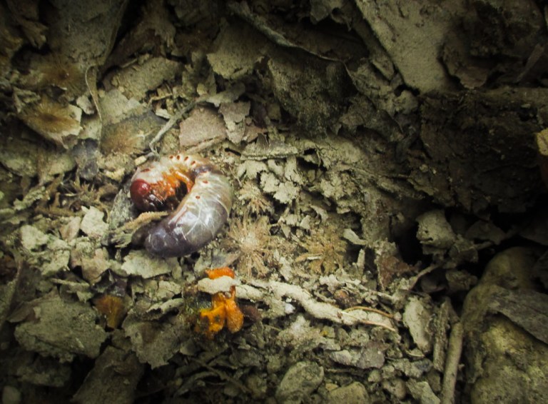 LARVA DE ESCARABAJO_