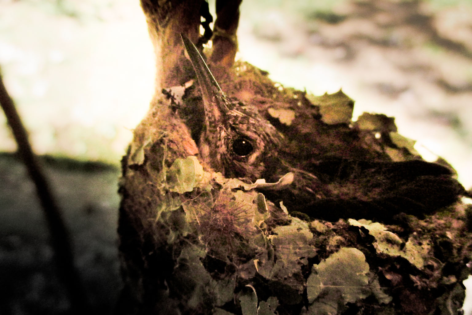 pichón de colibrí en su nido