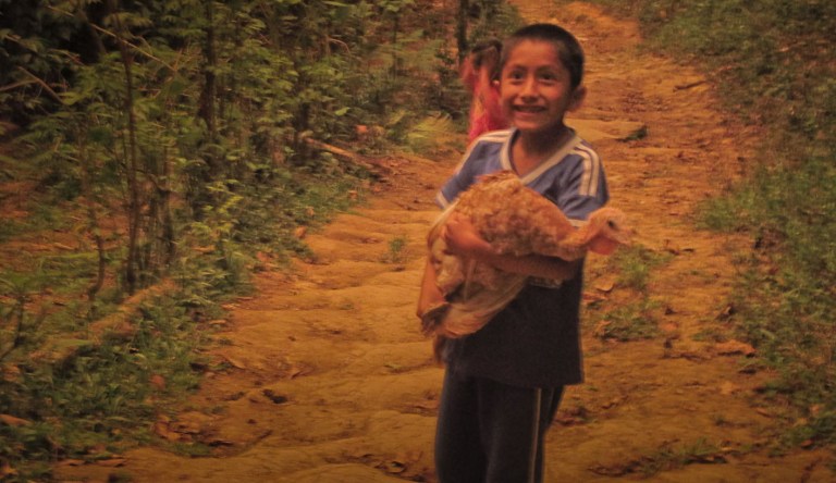 pichón de colibrí en su nido_5