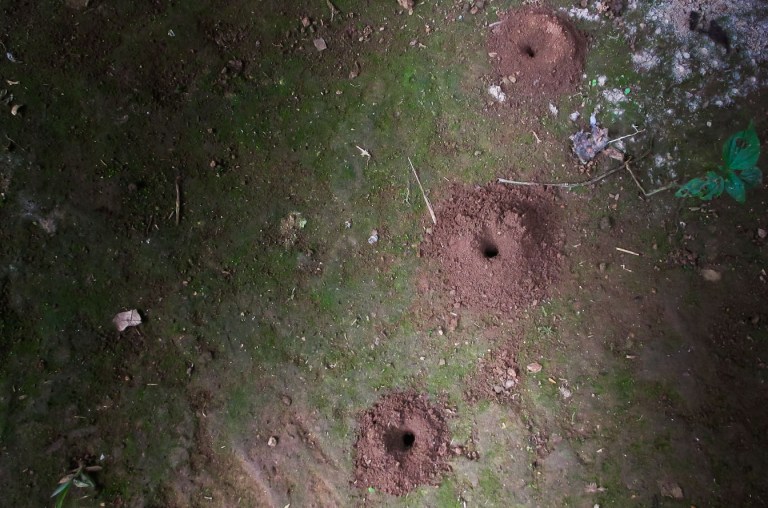 montículo de insecto