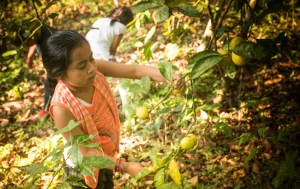 recolectando-limas_5