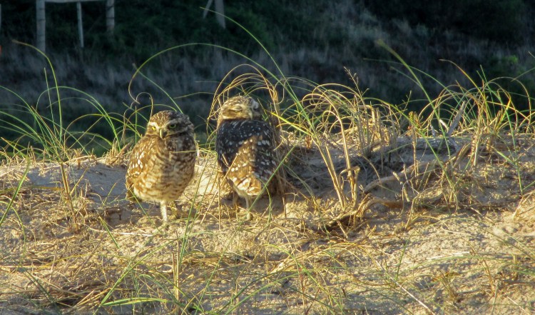 lechucitas areneras Uruguay