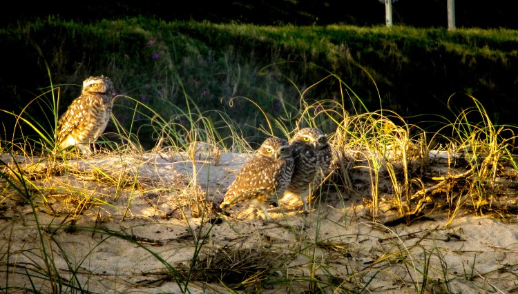 lechucitas areneras, Uruguay