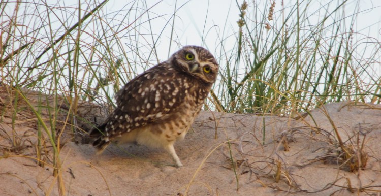 lechuza arenera en uruguay