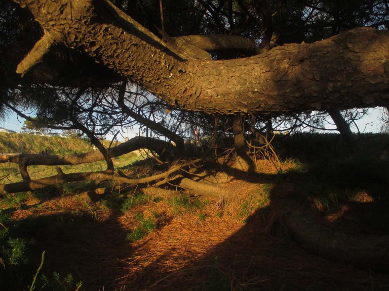 DE PASEO POR UN PINO_5