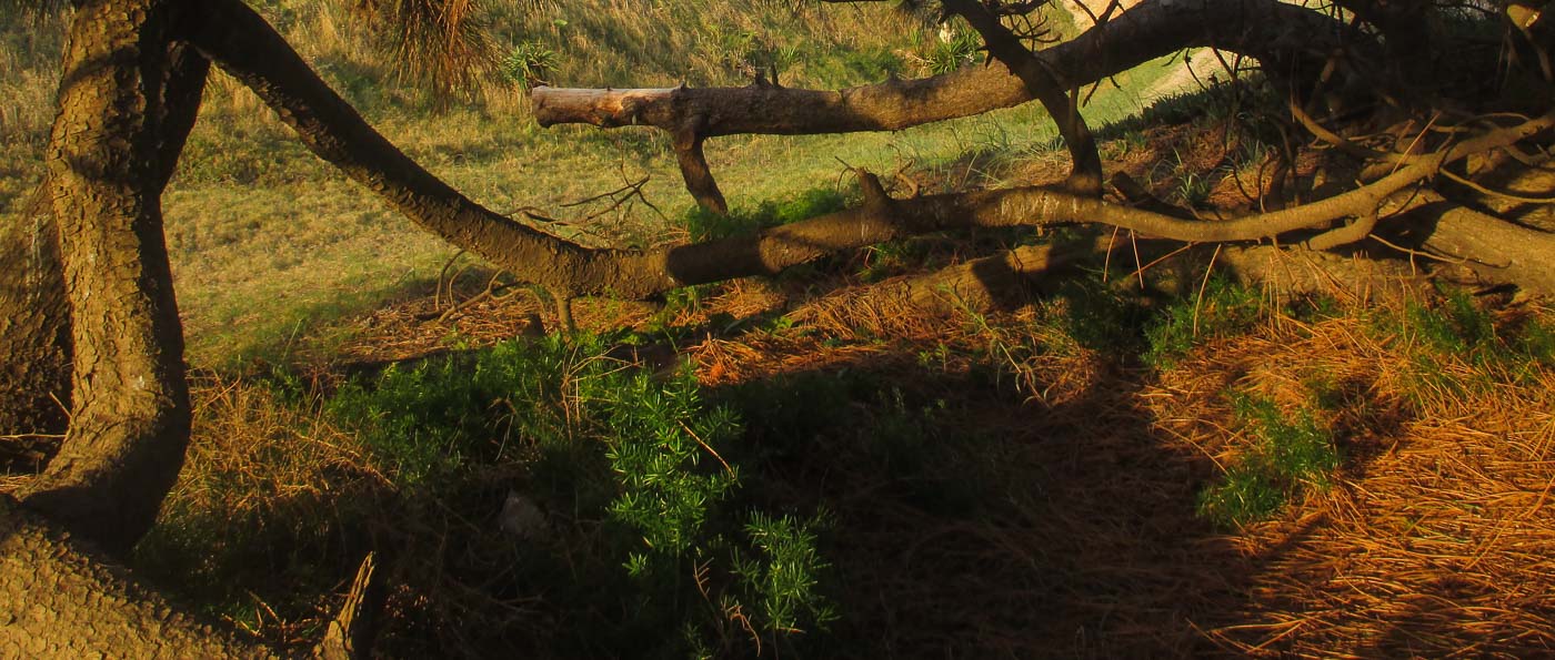 DE PASEO POR UN PINO_5