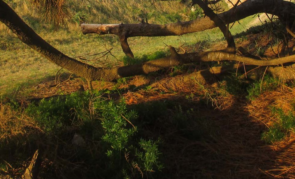 DE PASEO POR UN PINO_5