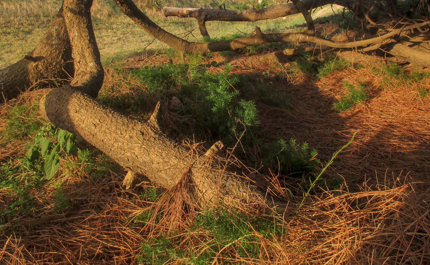 DE PASEO POR UN PINO_5