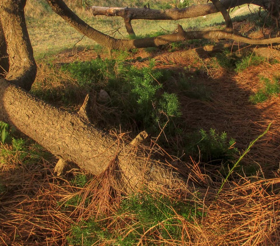 DE PASEO POR UN PINO_5