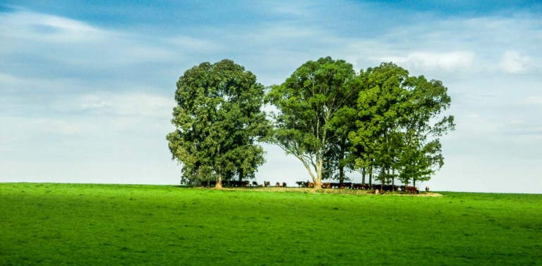 PUESTA SOL CAMPO URUGUAYO