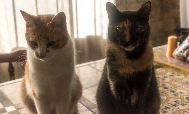 GATA MALORY y EL GÜERO