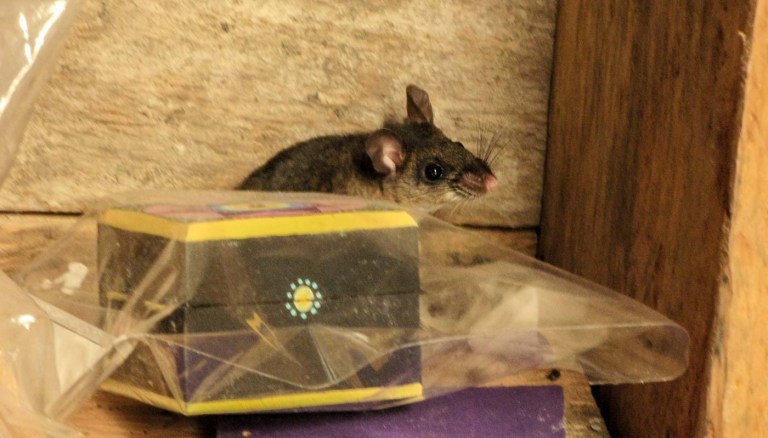 RATONCILLO ESCONDIDO