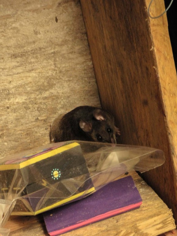 RATONCILLO ESCONDIDO