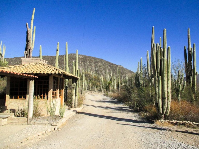 SAGUAROS ZAPOTITLÁN SALINAS