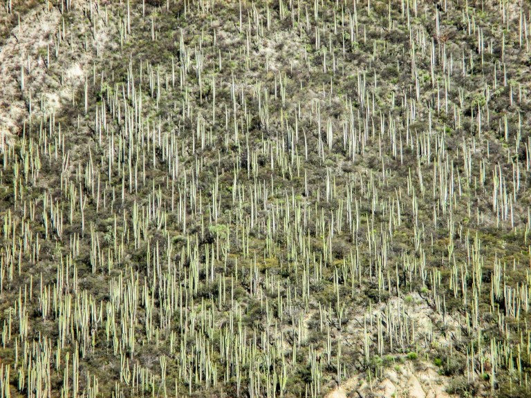 SAGUAROS ZAPOTITLÁN SALINAS