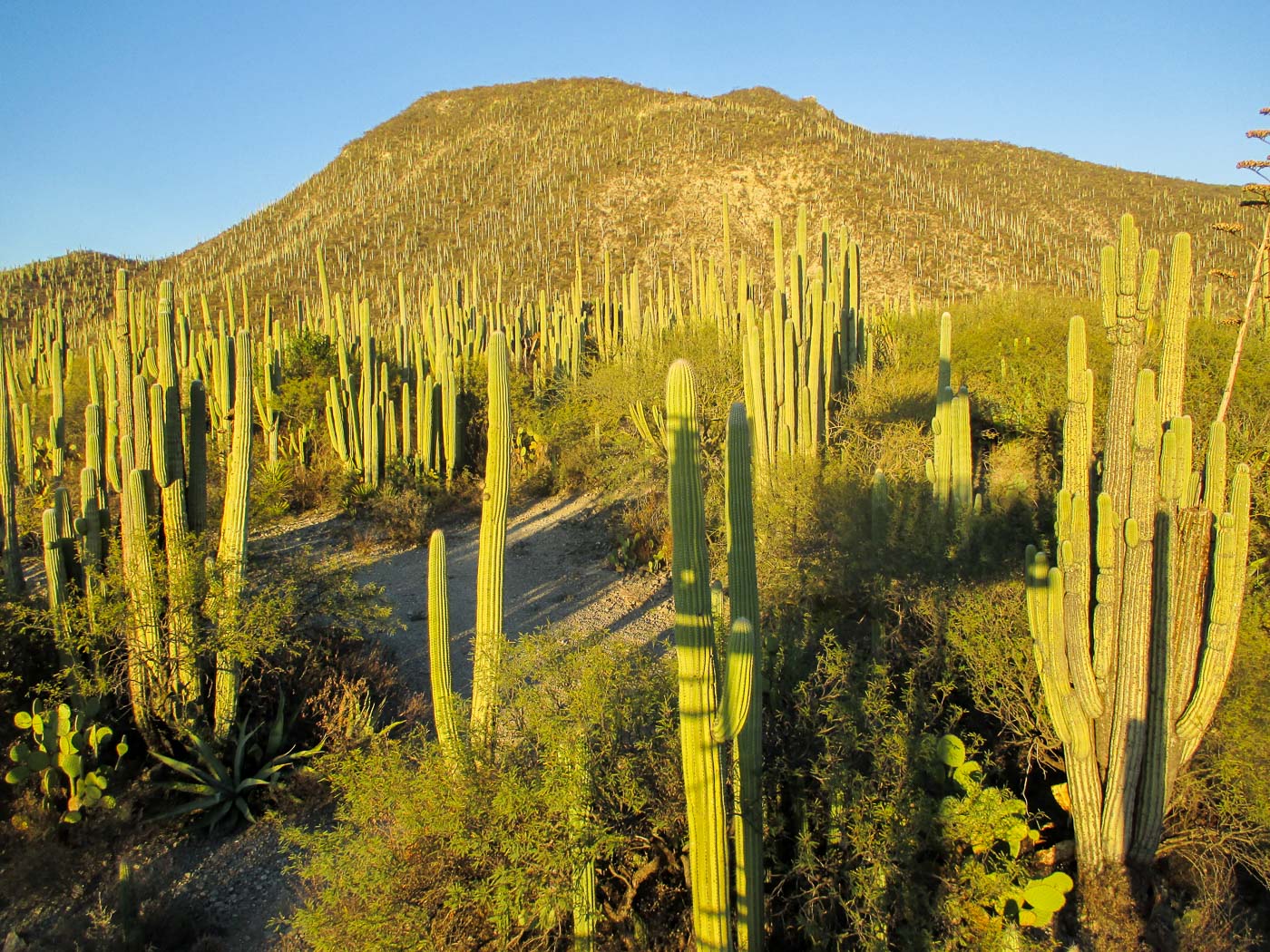 zapotitlÁn salinas_6