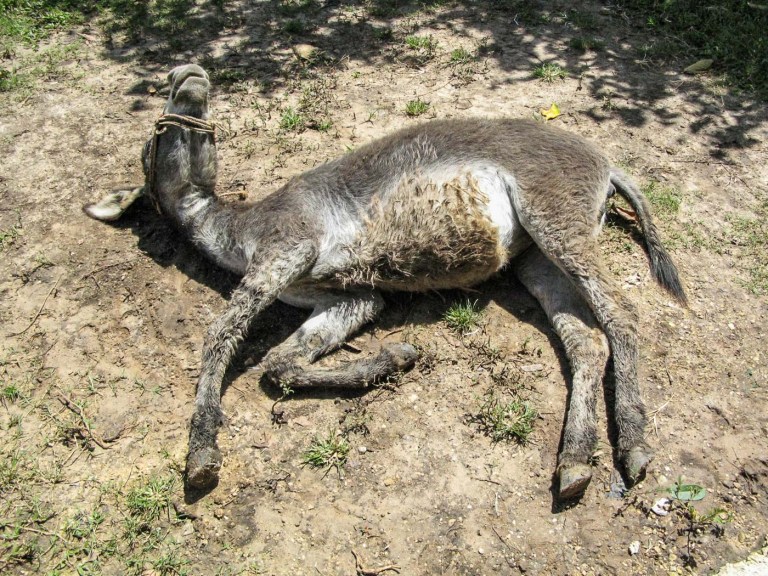 burra tirada en el piso