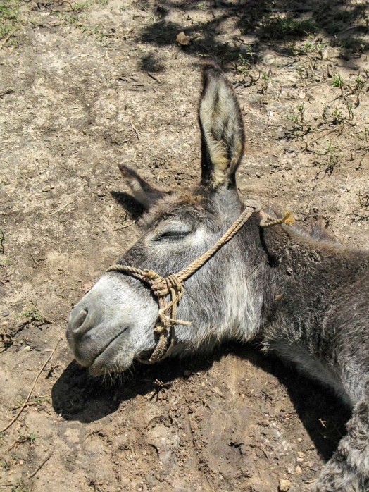 burra tirada en el piso