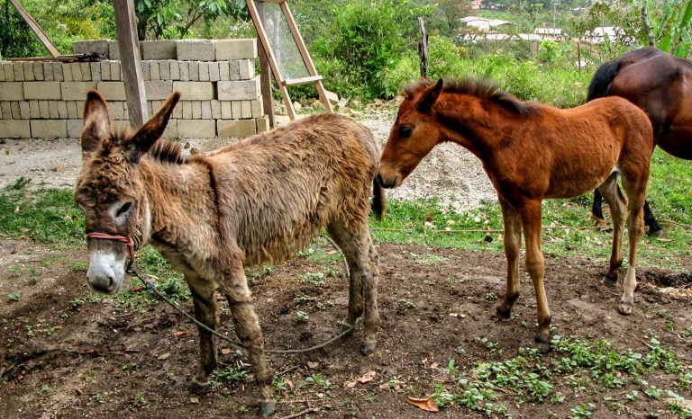 burrita y potrillo_2