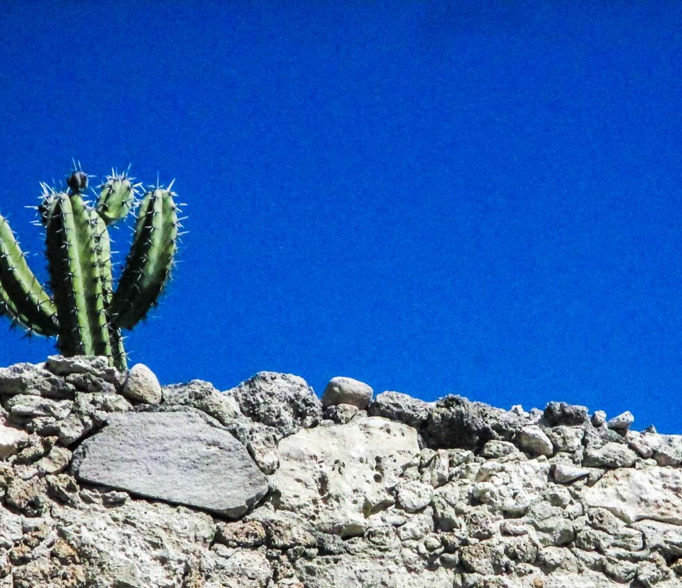cactus y cielo