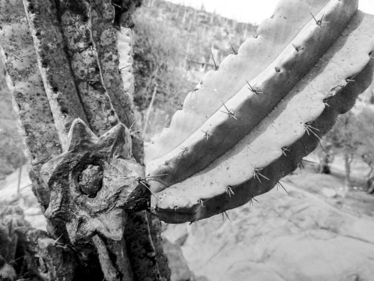 cactus_2